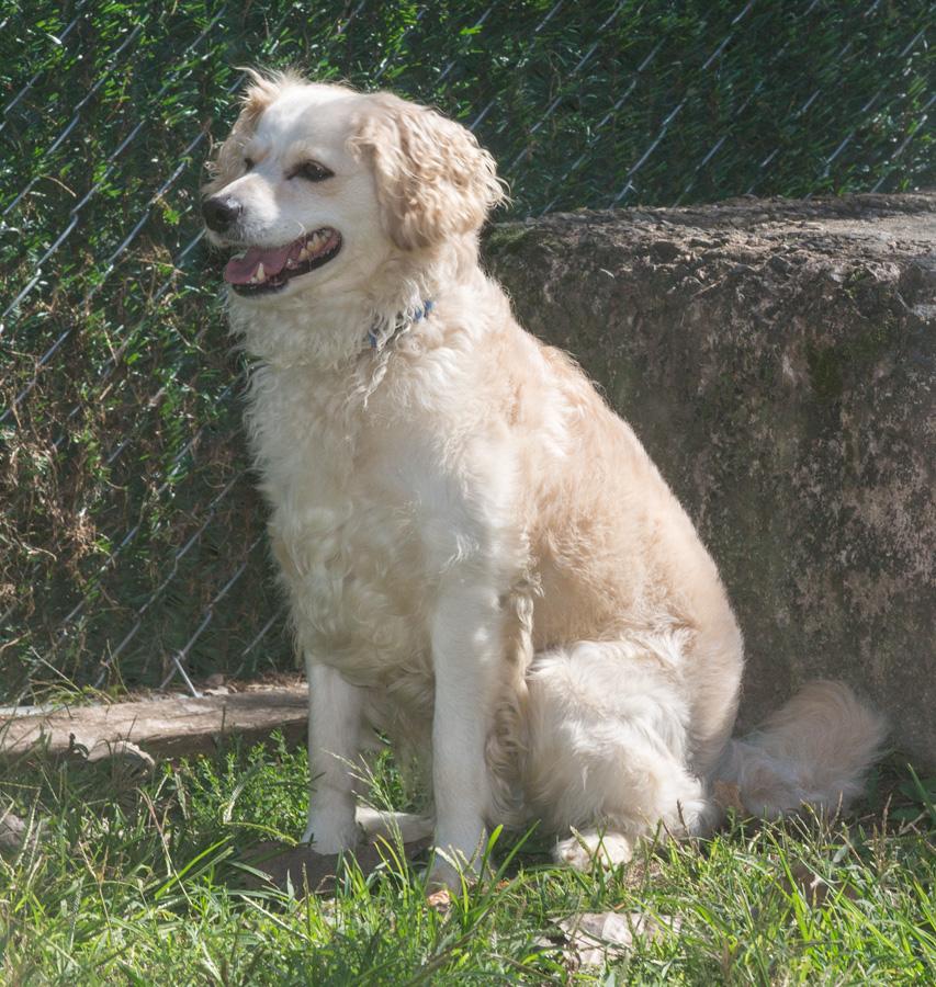 Jake, a Adoptable mixed breed in Elmwood Park, NJ image 3/3
