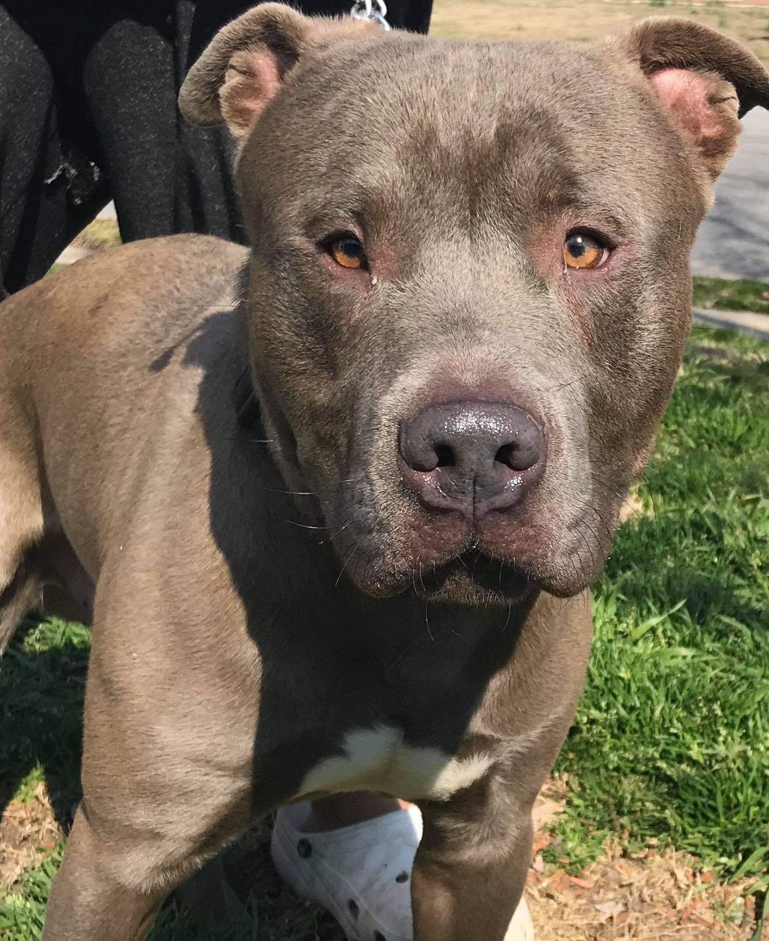 Enlarge Blue, a Adoptable mixed breed in Trenton, NJ image 3/6