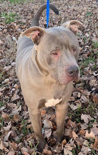 Enlarge Blue, a Adoptable mixed breed in Trenton, NJ image 5/6