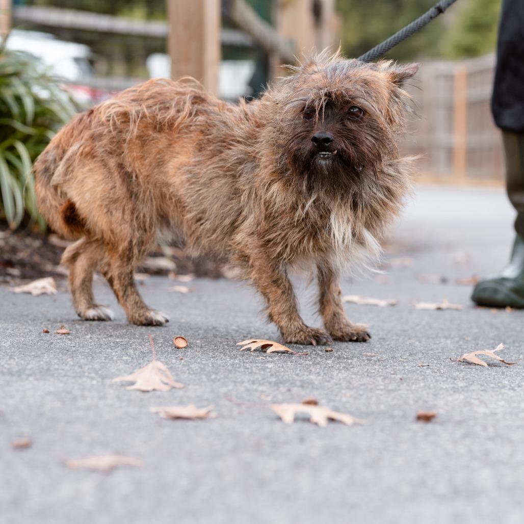 Enlarge Gary, a Adoptable mixed breed in Chester Springs, PA image 2/4
