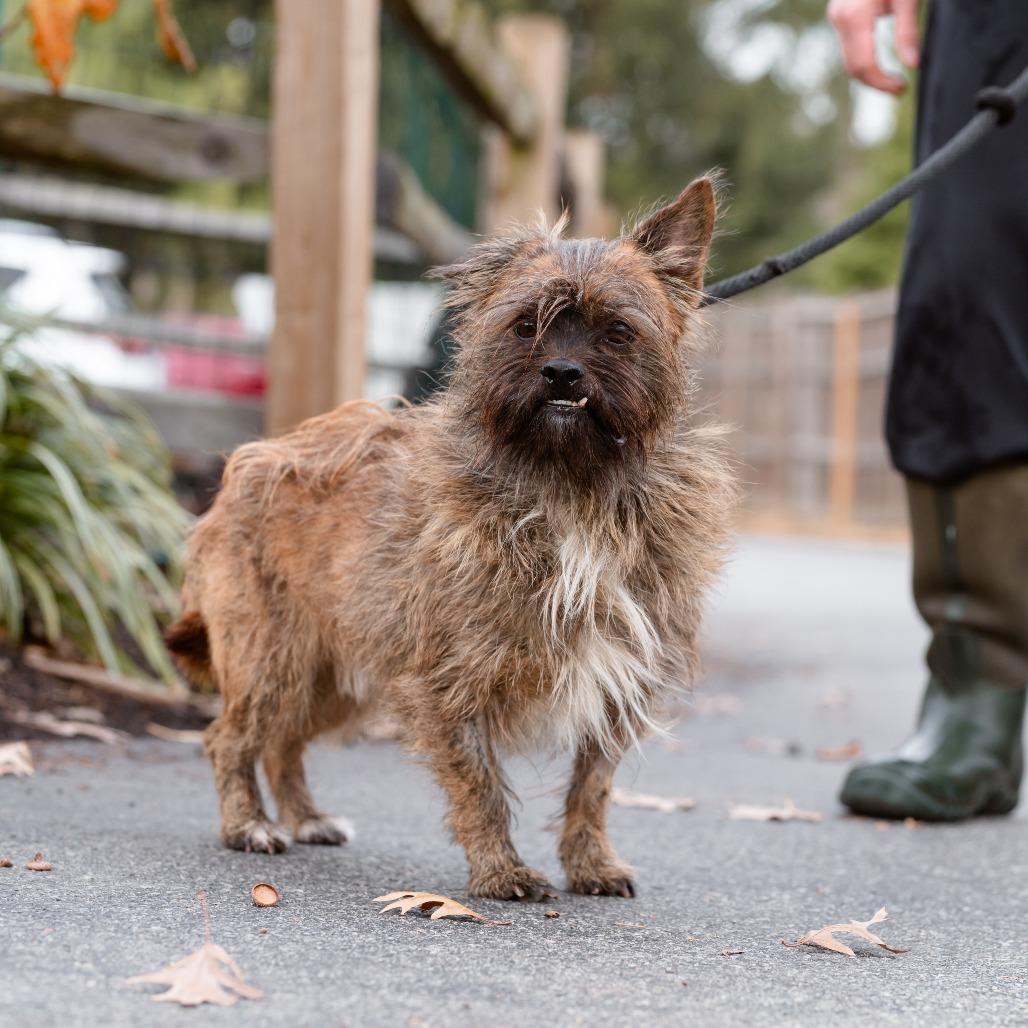 Enlarge Gary, a Adoptable mixed breed in Chester Springs, PA image 3/4
