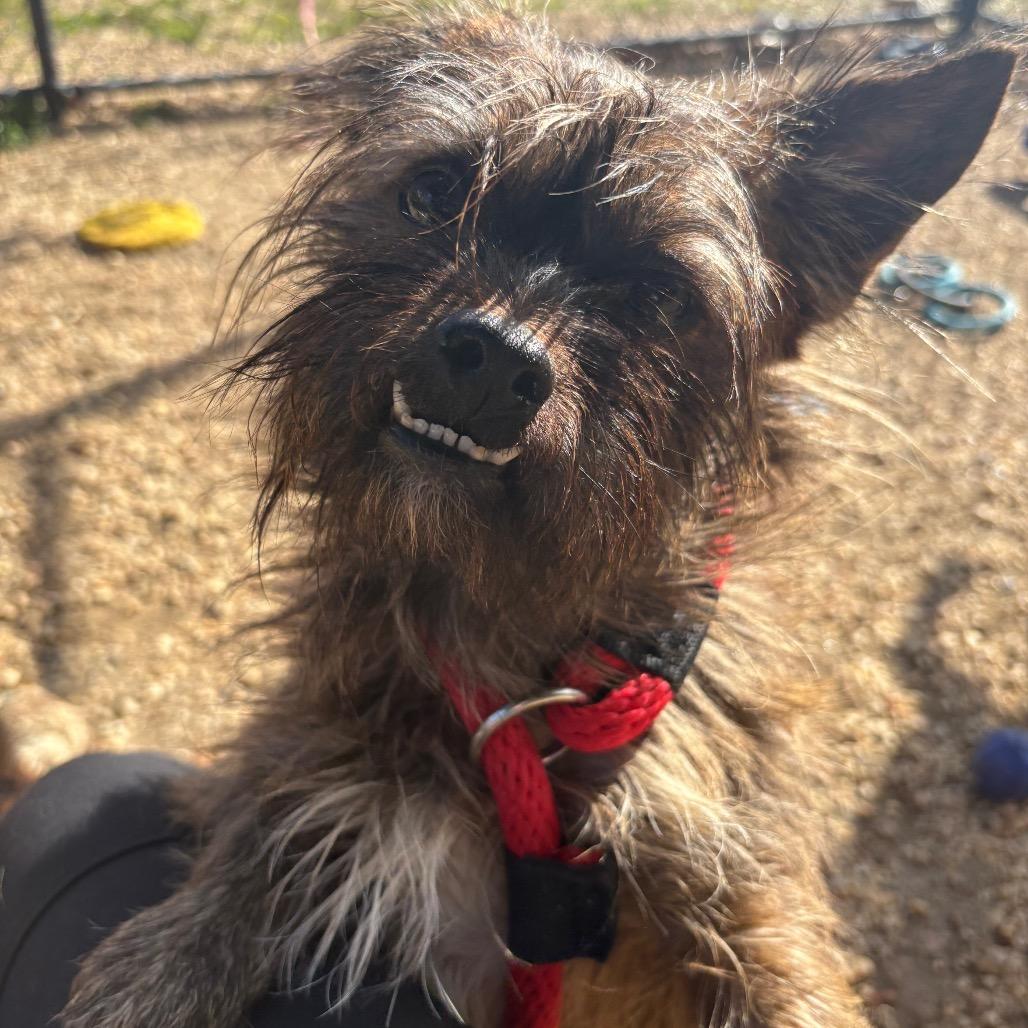 Enlarge Gary, a Adoptable mixed breed in Chester Springs, PA image 4/4