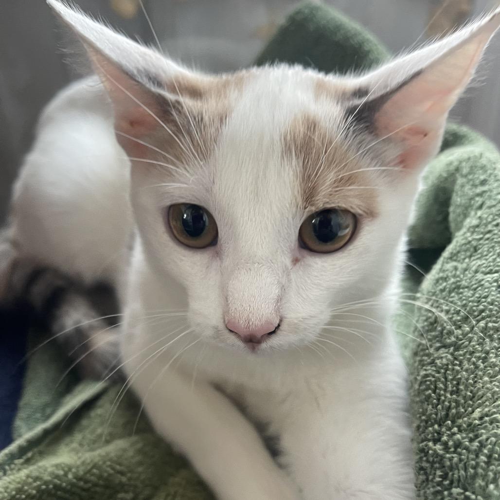 Squeaky, Adoptable, Kitten Female Domestic Short Hair.