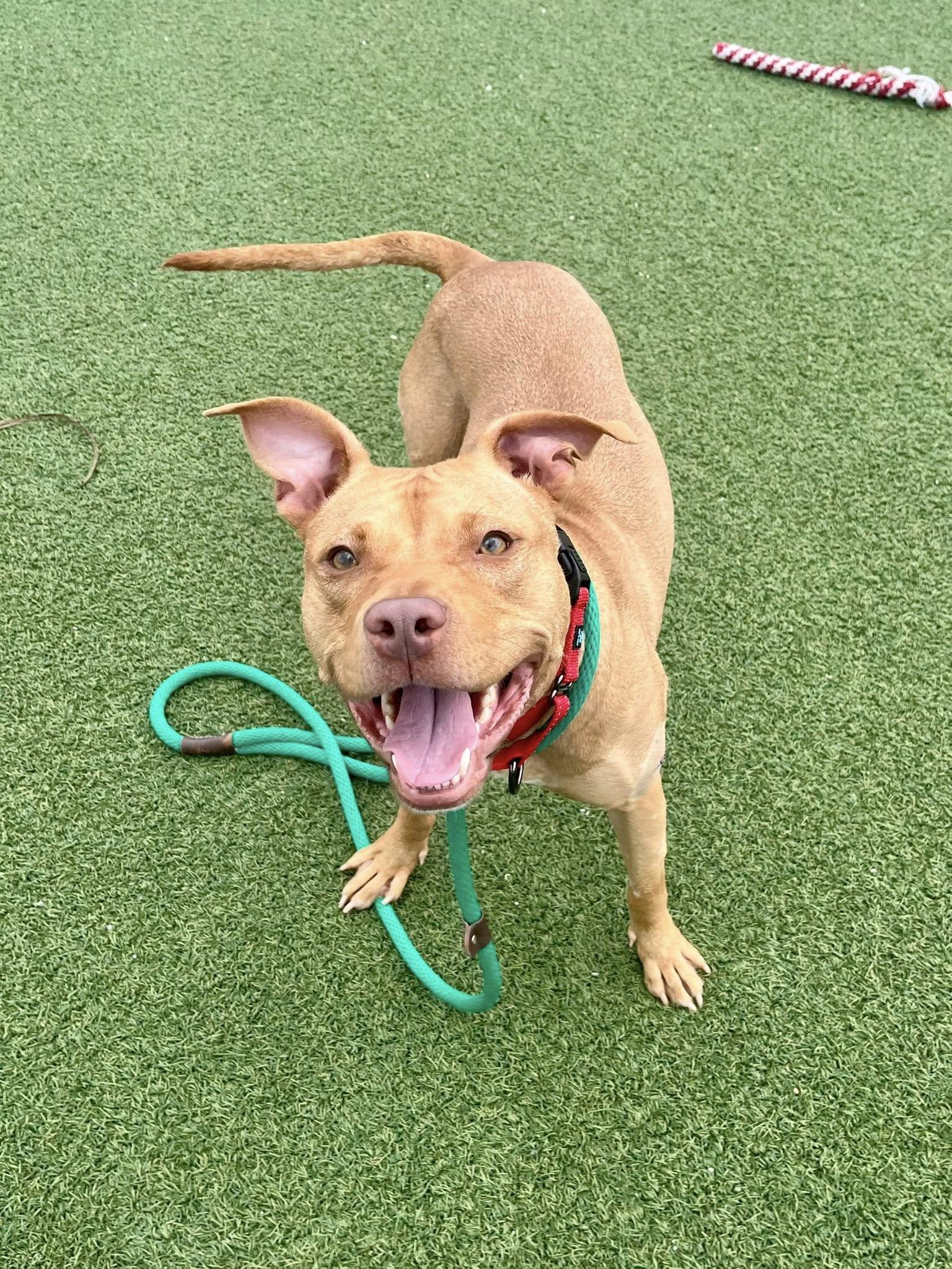 Enlarge Patty Mayonnaise, an adoptable mixed breed in Cleveland, OH image 1/6