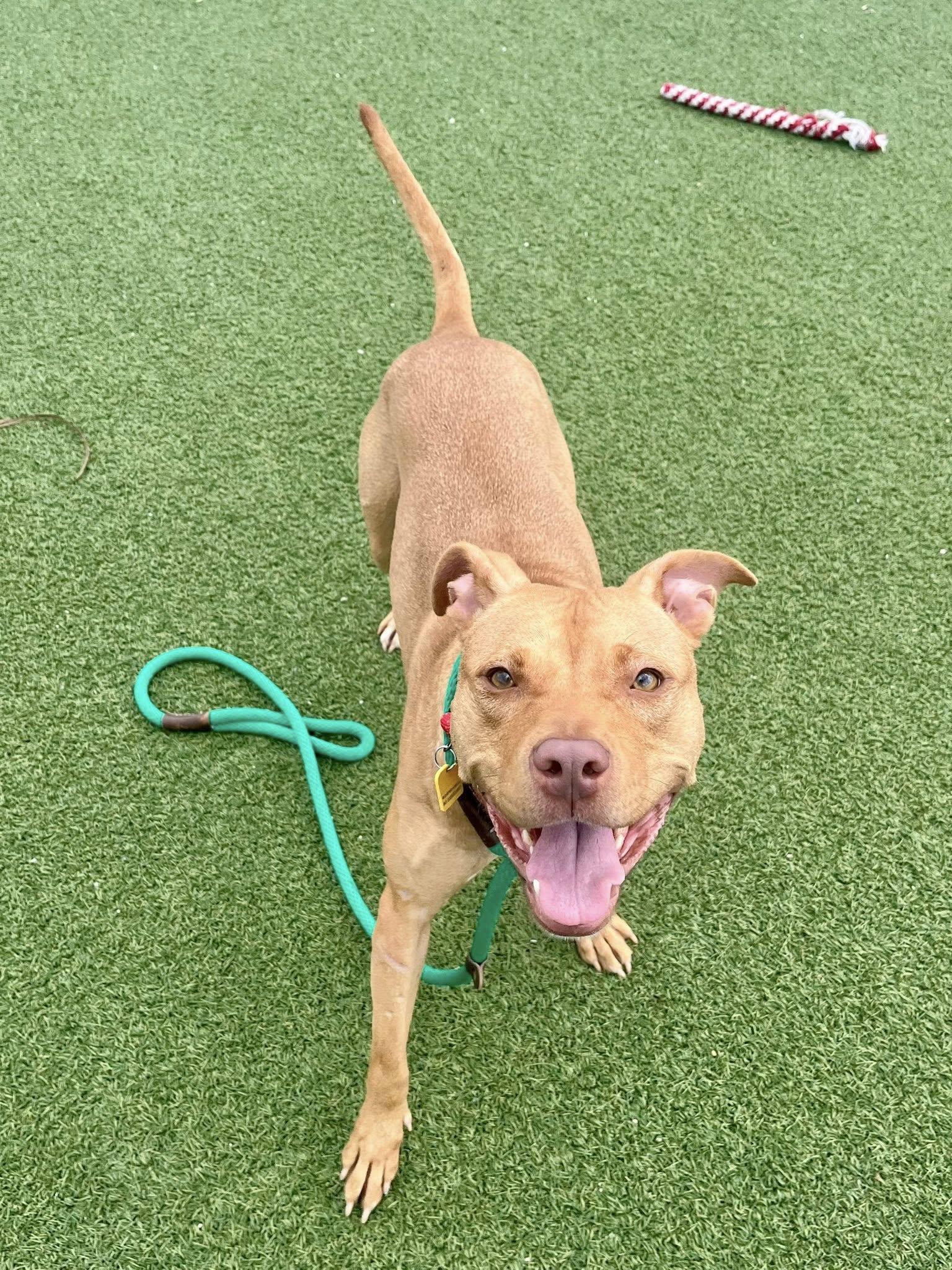 Enlarge Patty Mayonnaise, an adoptable mixed breed in Cleveland, OH image 2/6