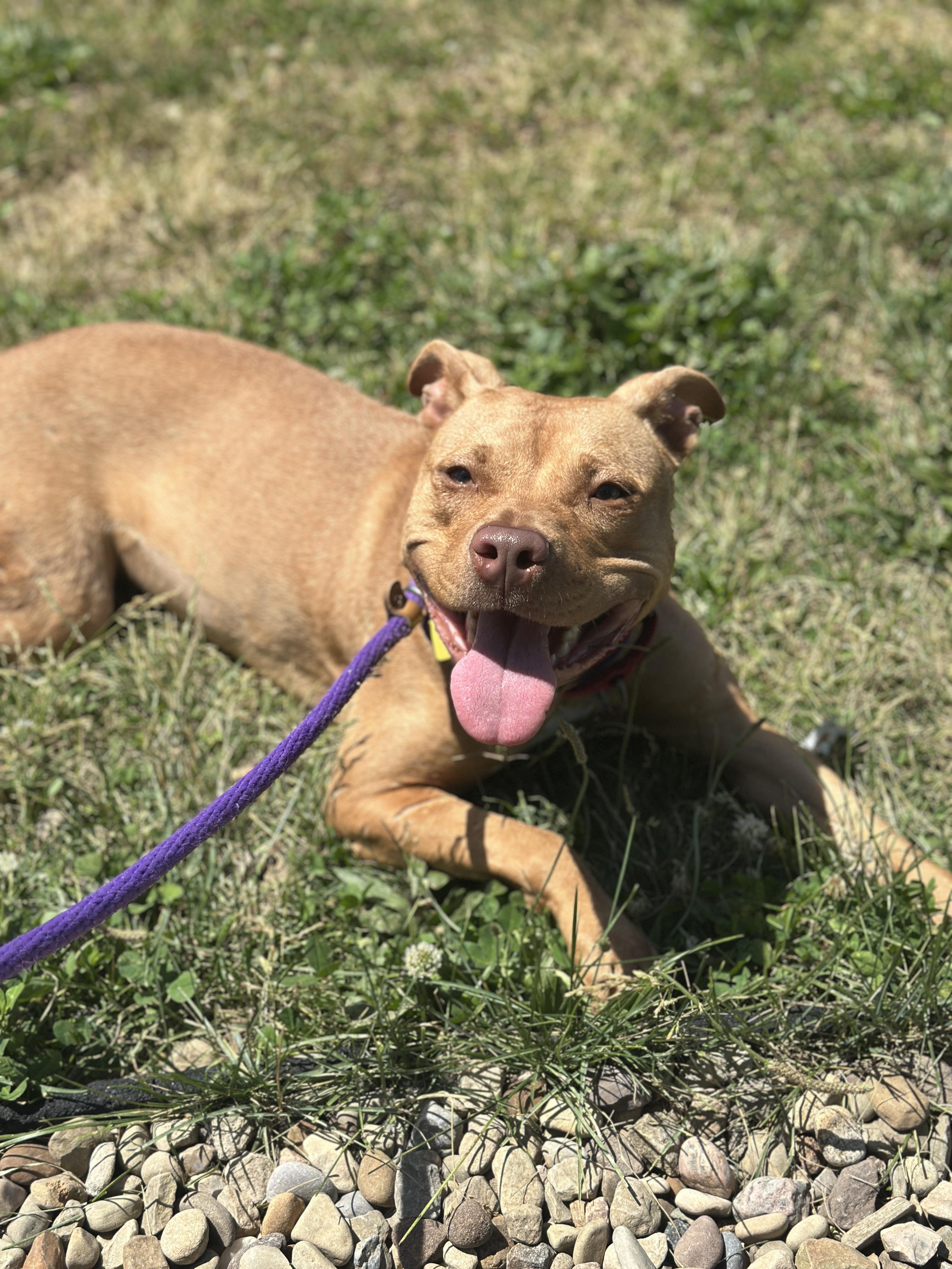 Enlarge Patty Mayonnaise, an adoptable mixed breed in Cleveland, OH image 5/6