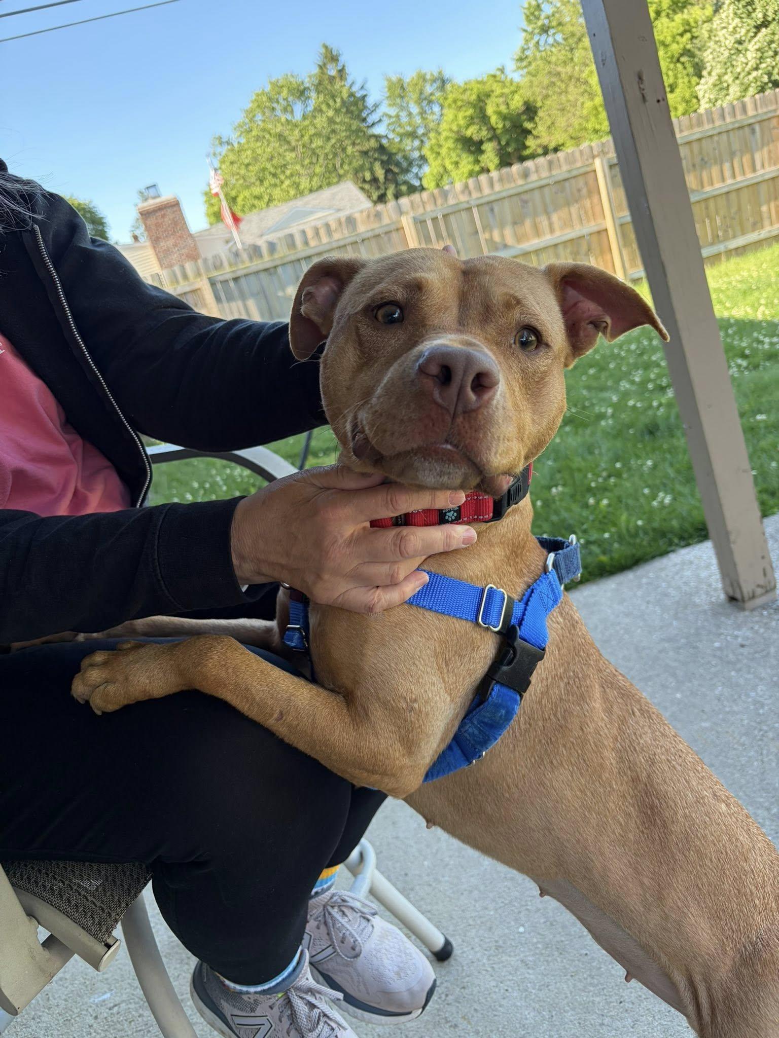 Enlarge Patty Mayonnaise, an adoptable mixed breed in Cleveland, OH image 4/6