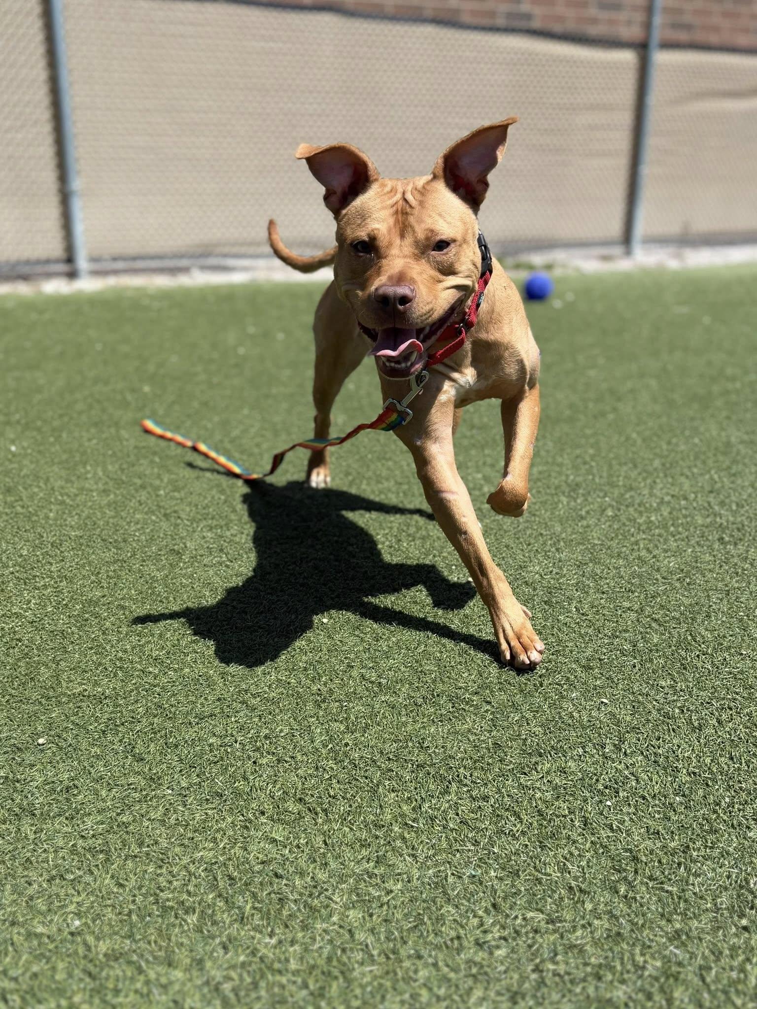 Enlarge Patty Mayonnaise, an adoptable mixed breed in Cleveland, OH image 3/6
