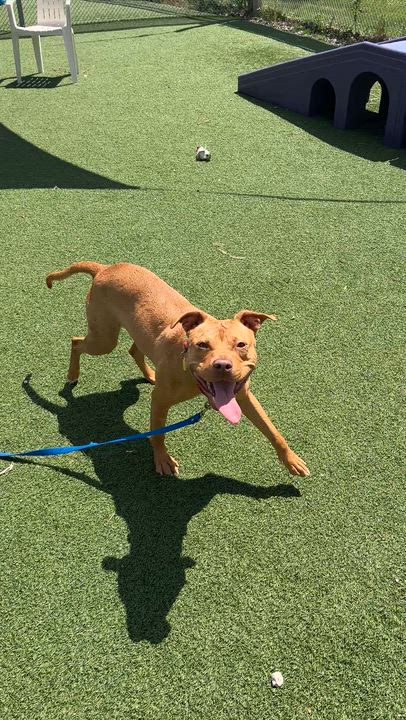Enlarge Patty Mayonnaise, an adoptable mixed breed in Cleveland, OH video 6/6