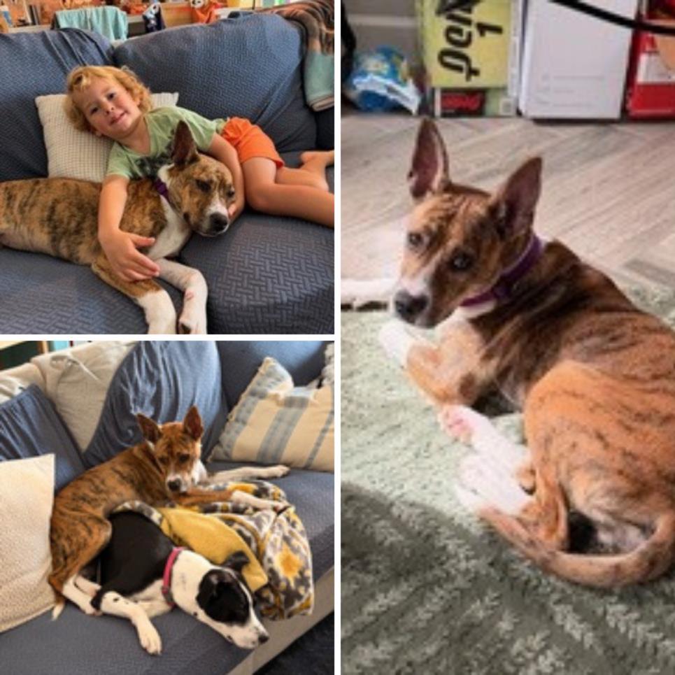 PRINCESS DAISY, Adoptable, Young Female American Staffordshire Terrier & Mixed Breed.