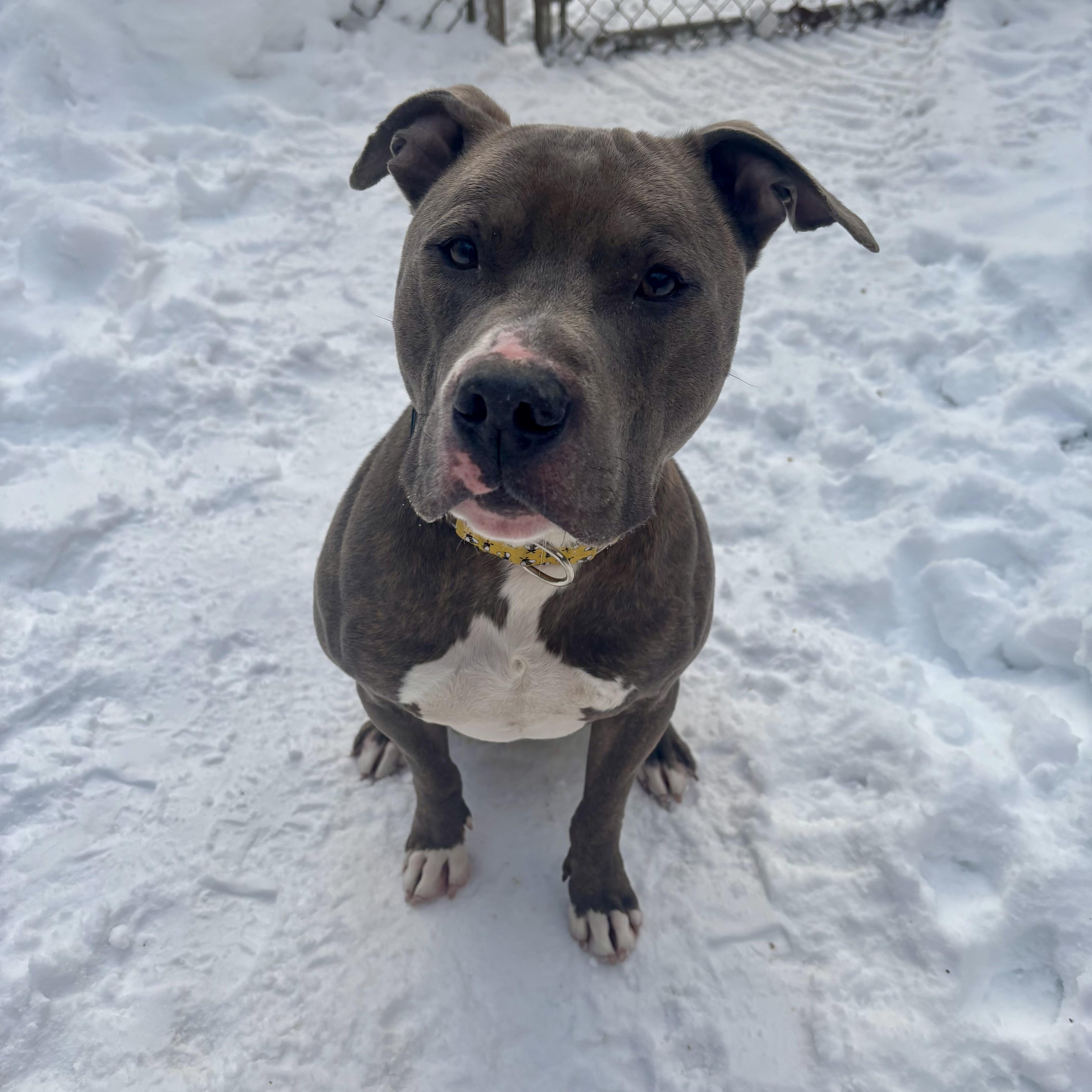 Dixon, a ADOPTABLE mixed breed in White Oak, PA image 4/4