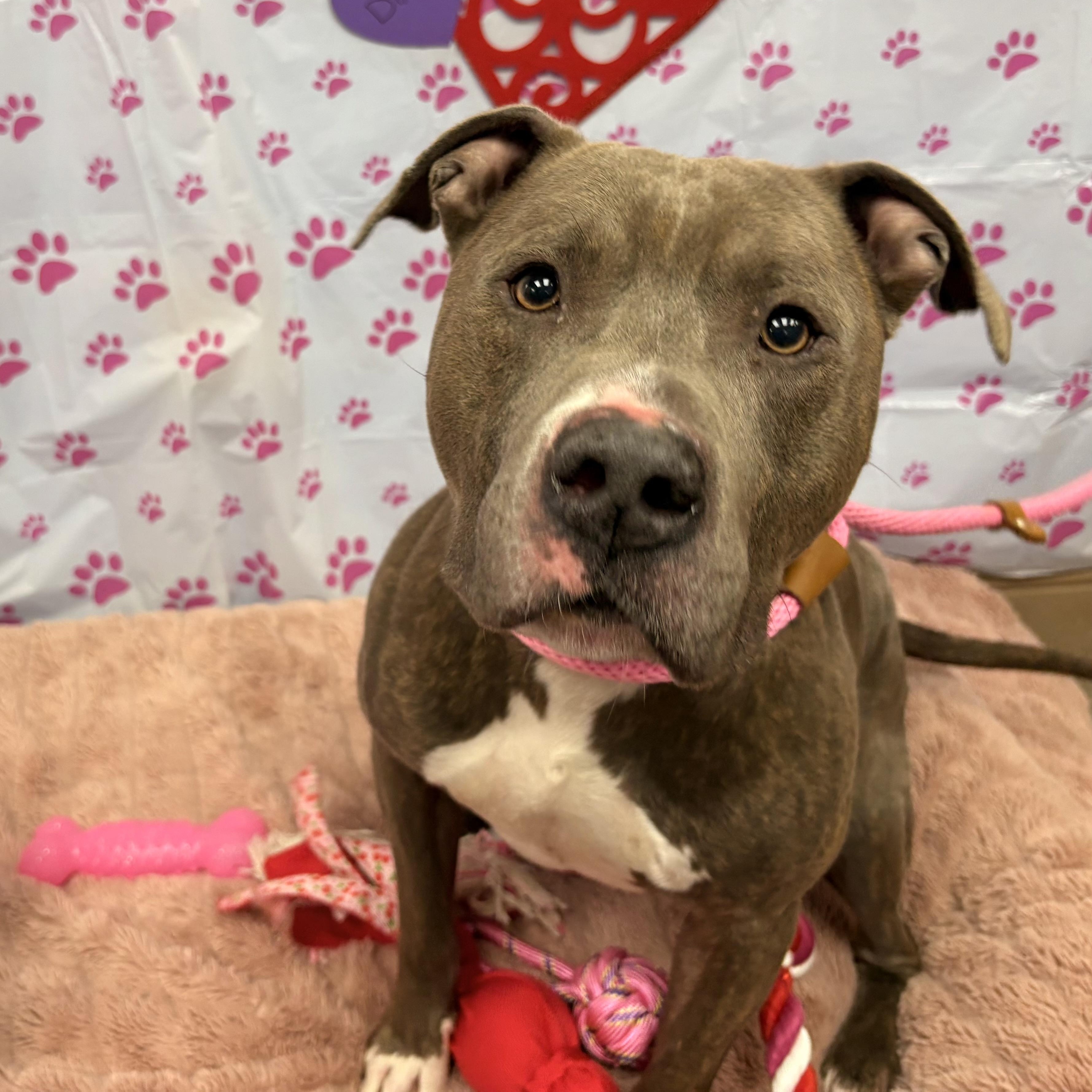 Dixon, a ADOPTABLE mixed breed in White Oak, PA image 1/4