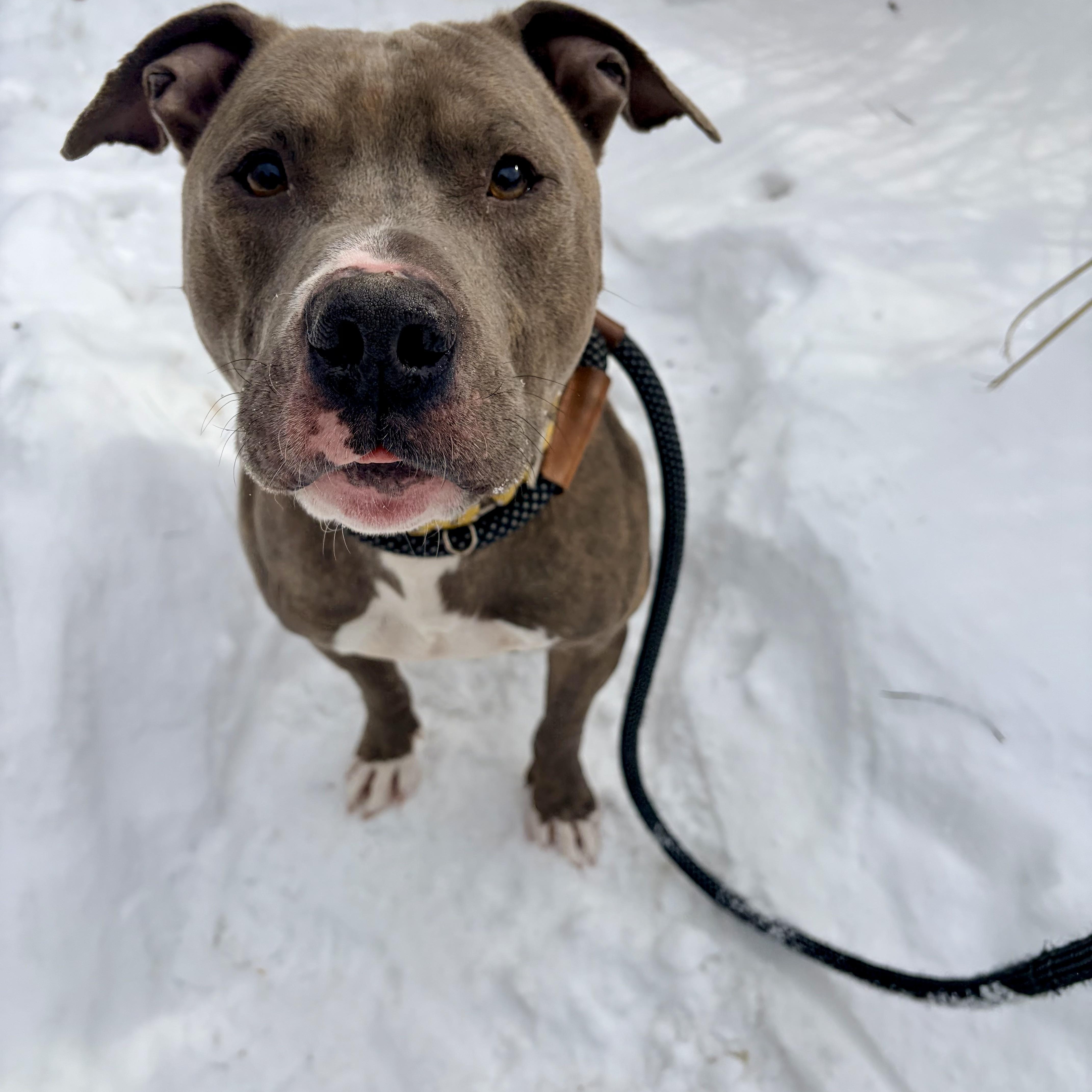 Dixon, a ADOPTABLE mixed breed in White Oak, PA image 2/4