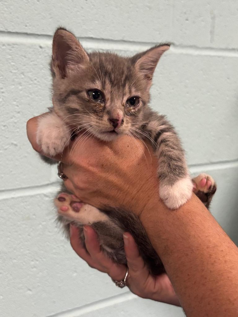 Baggins, Adoptable, Kitten Male Abyssinian.