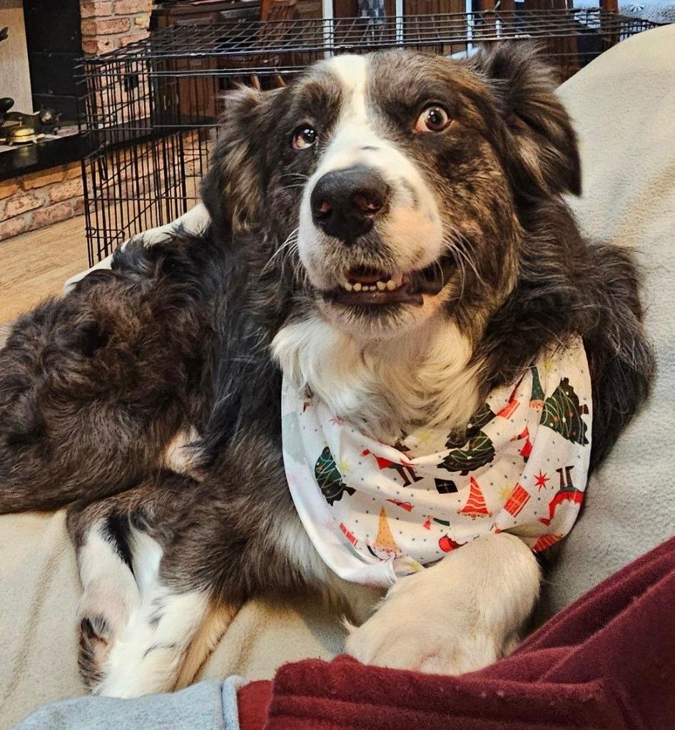Franklin, Adoptable, Young Male Border Collie & Australian Shepherd.