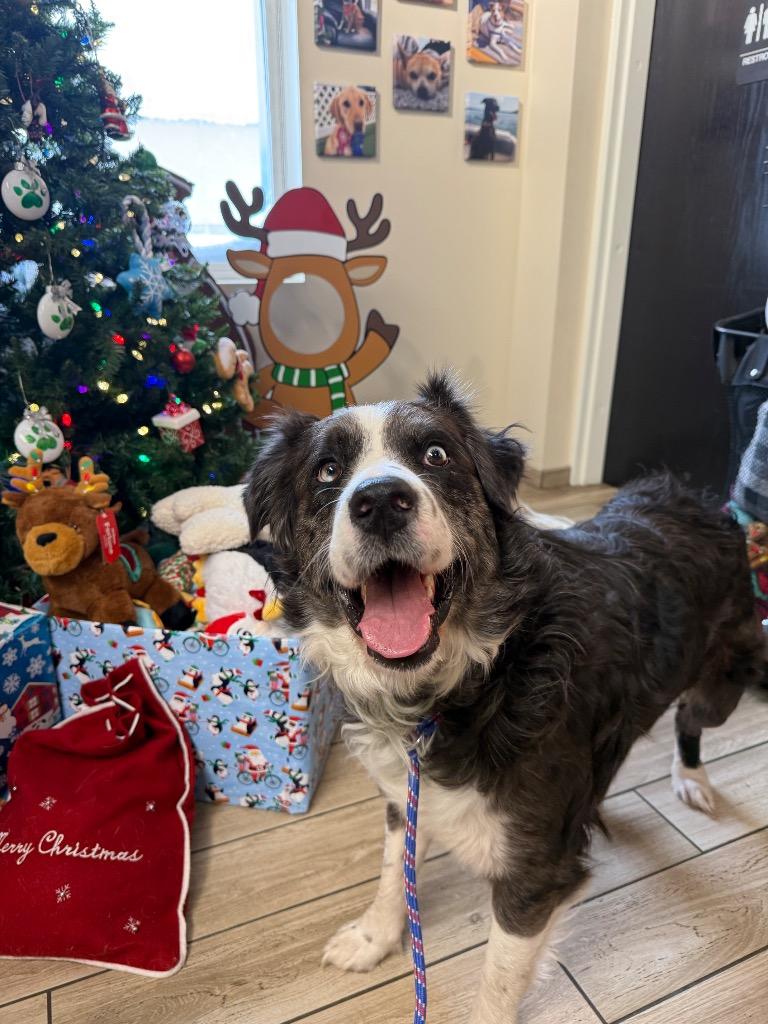 Enlarge Franklin, a Adoptable mixed breed in North Syracuse, NY image 2/4