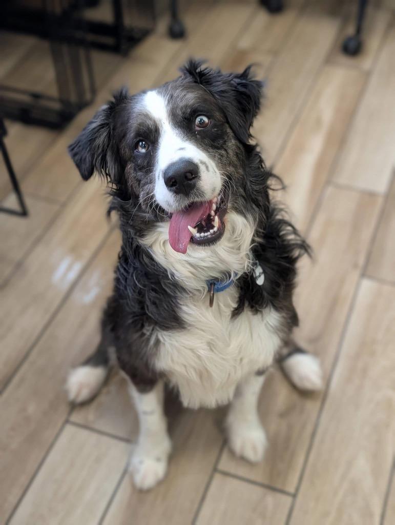 Enlarge Franklin, a Adoptable mixed breed in North Syracuse, NY image 2/6