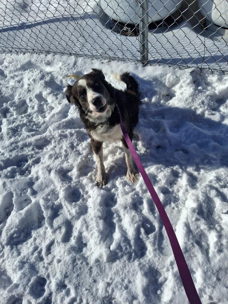 Enlarge Franklin, a Adoptable mixed breed in North Syracuse, NY image 3/6