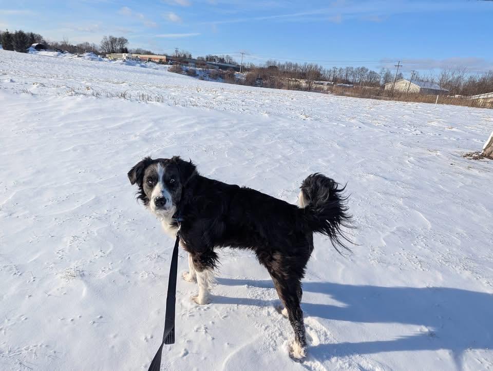 Enlarge Franklin, a Adoptable mixed breed in North Syracuse, NY image 5/6
