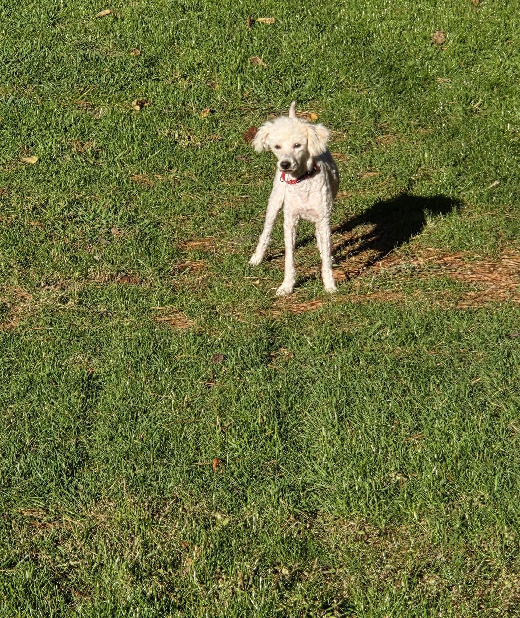 Enlarge Wynn, a Adoptable Miniature Poodle in Brookville, PA image 1/3
