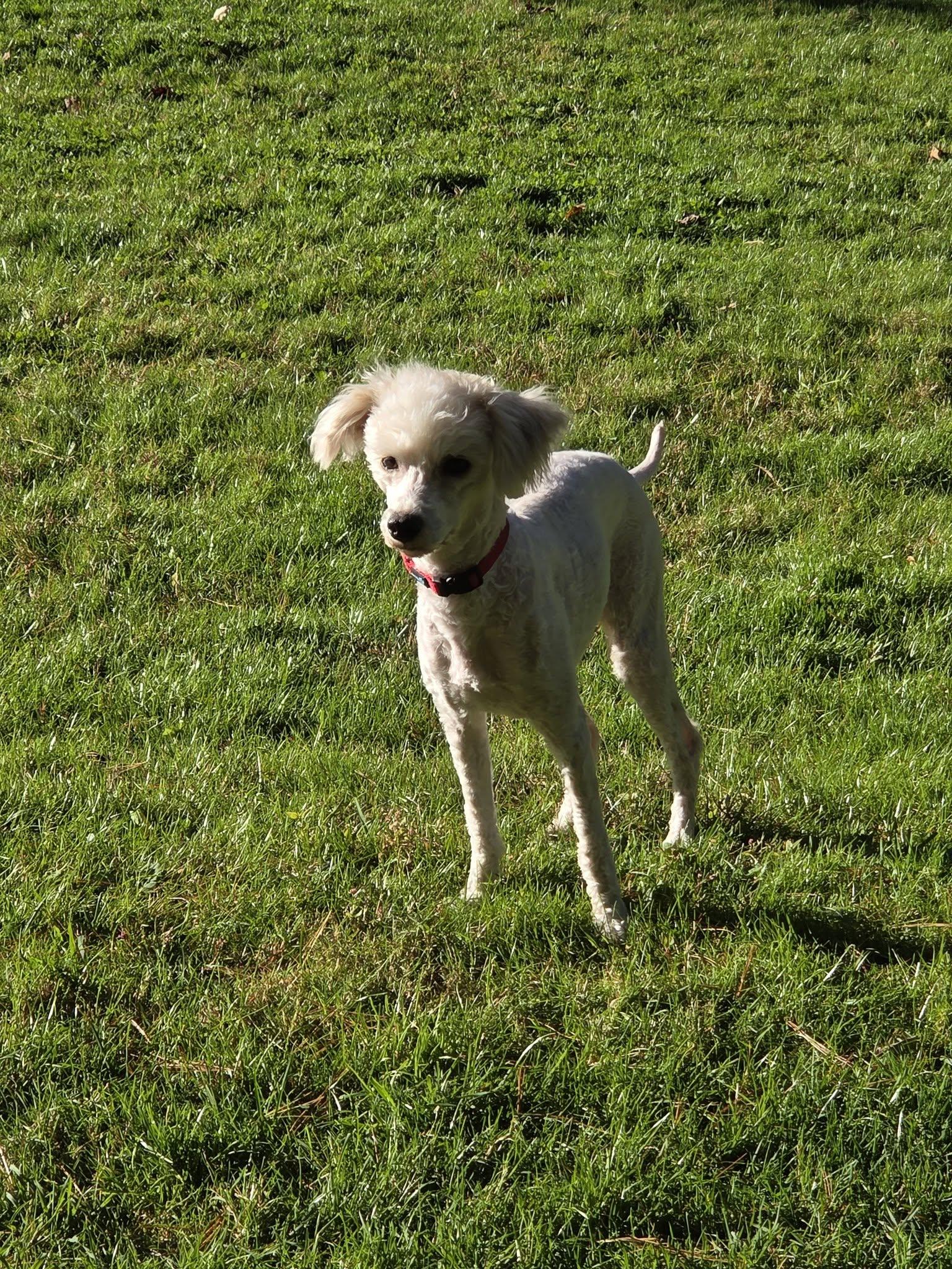 Enlarge Wynn, a Adoptable Miniature Poodle in Brookville, PA image 2/3