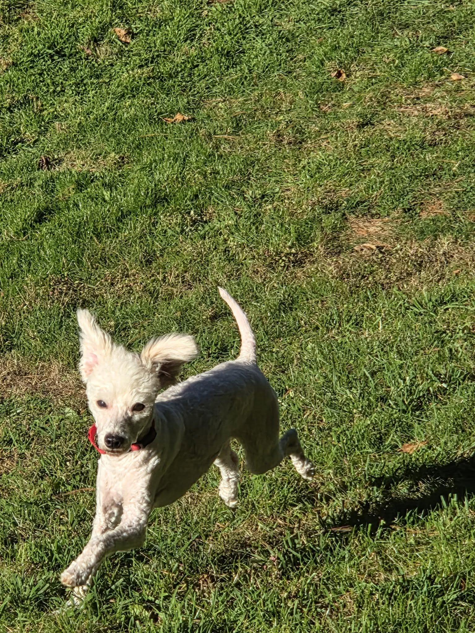 Enlarge Wynn, a Adoptable Miniature Poodle in Brookville, PA image 3/3