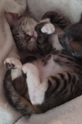 Enlarge Little Girl - Center Foster Home, a Adopted Snowshoe in Oakland Park, FL image 1/2