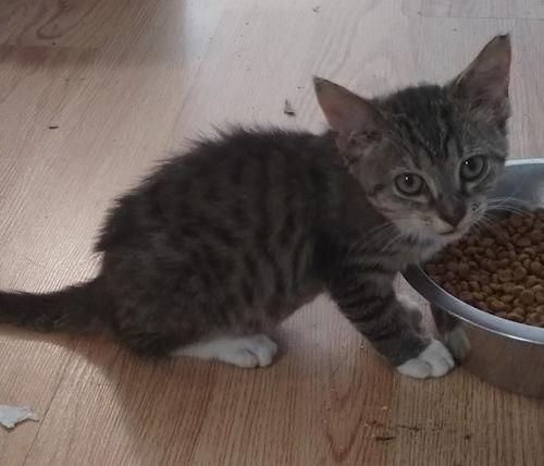 Enlarge Little Girl - Center Foster Home, a Adopted Snowshoe in Oakland Park, FL image 2/2