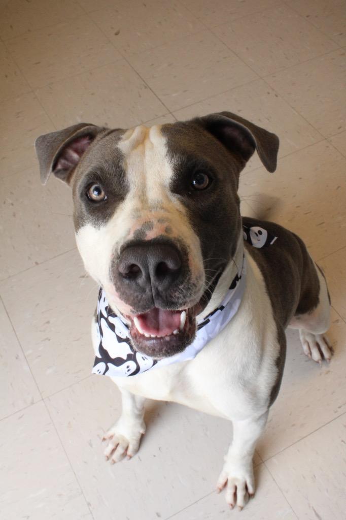 Clifford, Adoptable, Young Male Pit Bull Terrier.