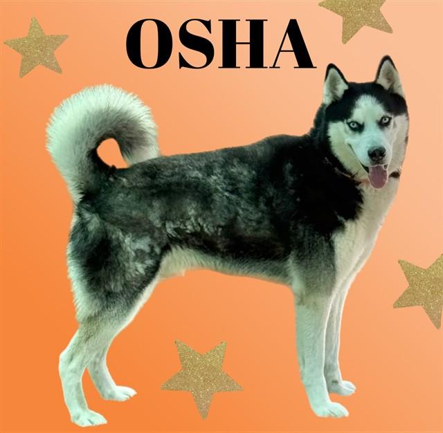 Enlarge OSHA, a Adoptable Siberian Husky in Sarasota, FL image 1/1