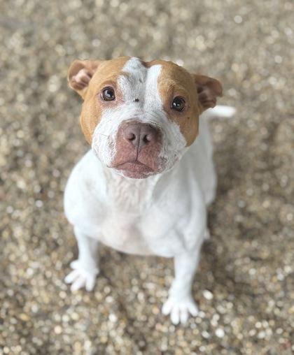 Mae Lynn, Adoptable, Adult Female Pit Bull Terrier & Mixed Breed.