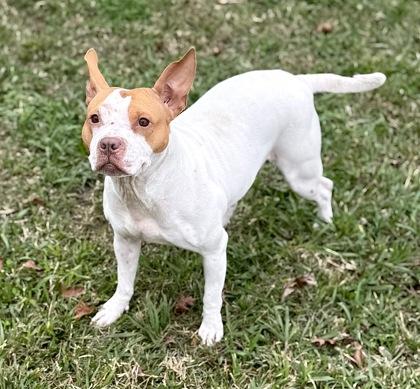 Enlarge Mae Lynn, a Adoptable mixed breed in Gray, LA image 2/2