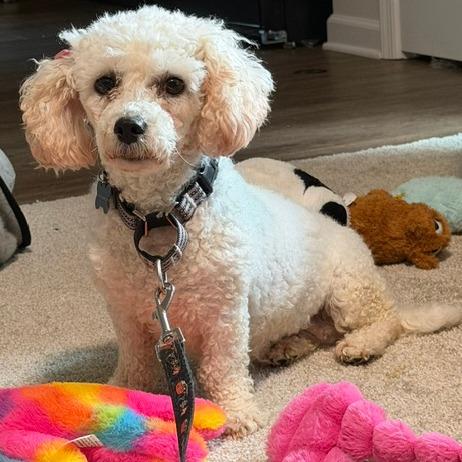 Flufferkins, Adoptable, Adult Female Bichon Frise.