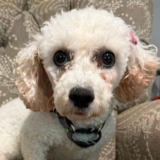 Enlarge Flufferkins, a Adoptable Bichon Frise in Cincinnati, OH image 2/4