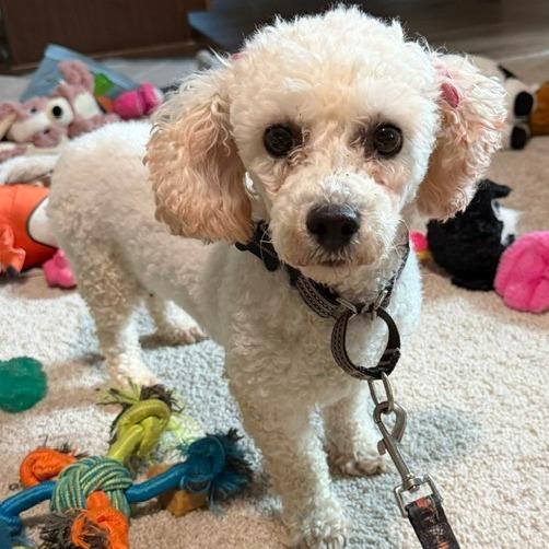 Enlarge Flufferkins, a Adoptable Bichon Frise in Cincinnati, OH image 3/4
