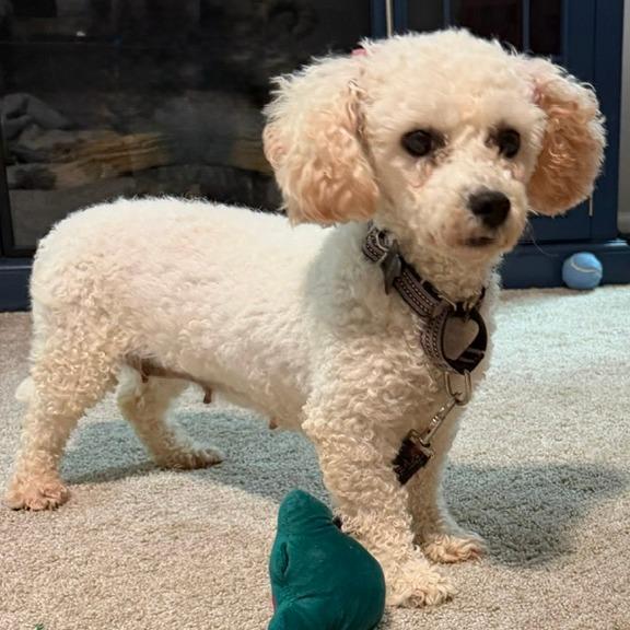Enlarge Flufferkins, a Adoptable Bichon Frise in Cincinnati, OH image 4/4