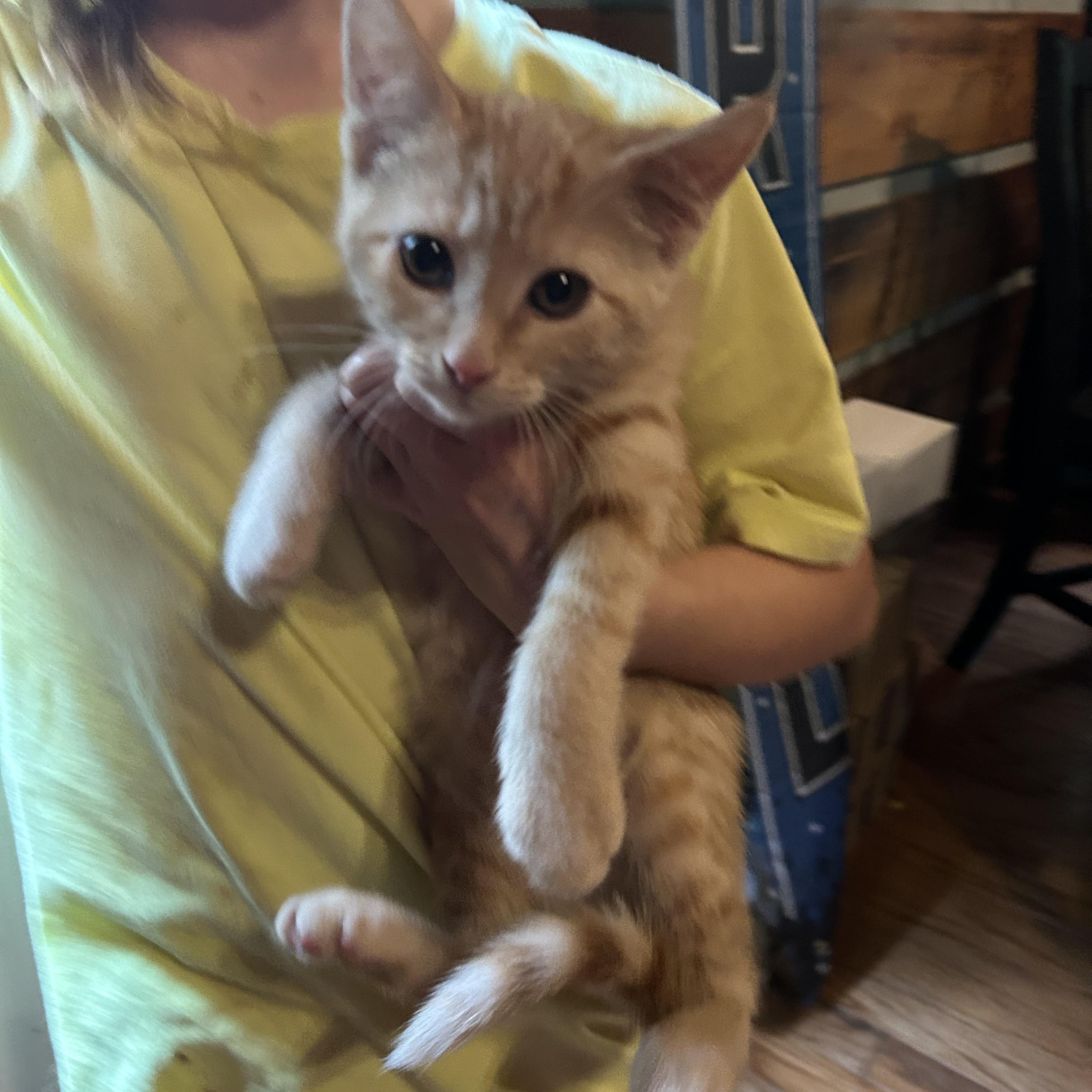 Marie, a Adoptable Tabby in Kannapolis, NC image 3/4