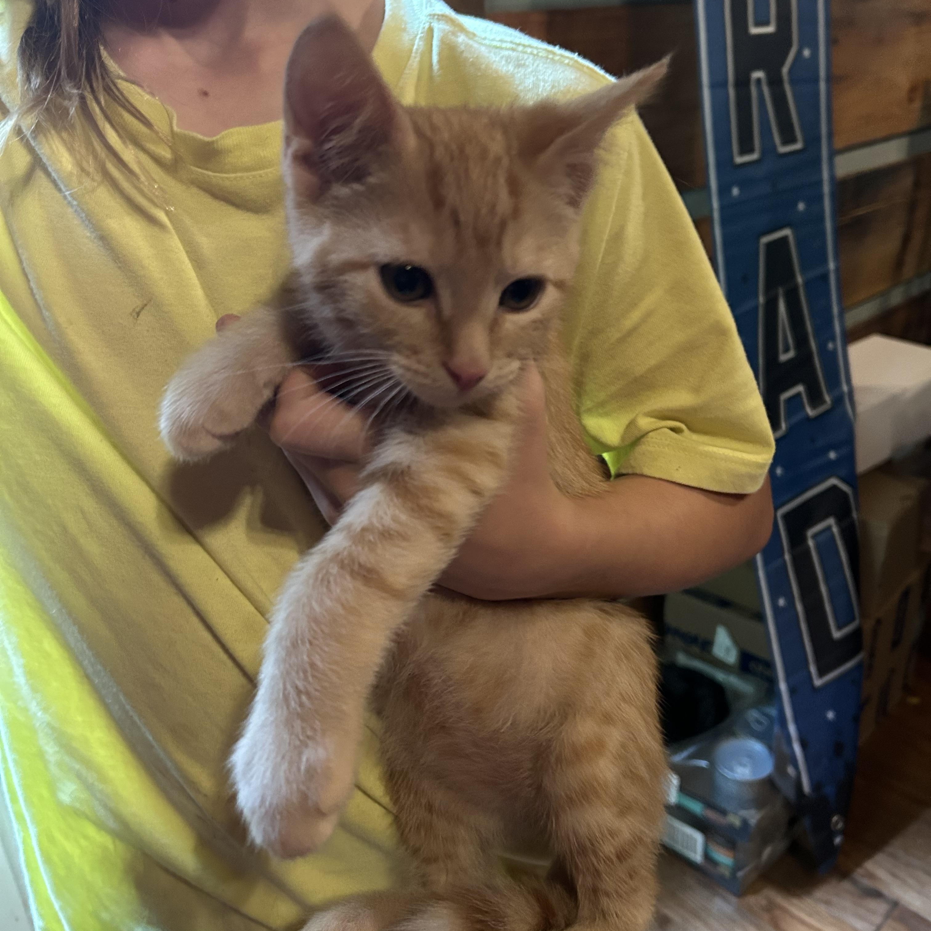 Marie, a Adoptable Tabby in Kannapolis, NC image 4/4