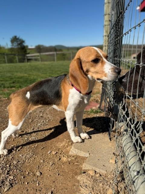 Enlarge Delilah, a ADOPTABLE Beagle in Augusta, WV image 3/5