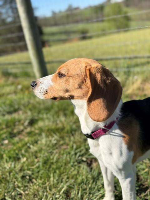 Enlarge Delilah, a ADOPTABLE Beagle in Augusta, WV image 2/5