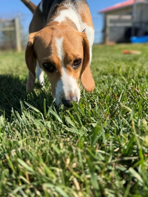 Enlarge Delilah, a ADOPTABLE Beagle in Augusta, WV image 4/5