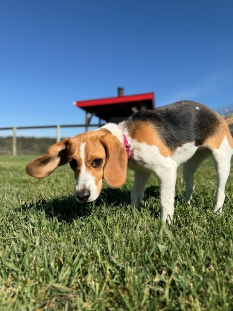 Enlarge Delilah, a ADOPTABLE Beagle in Augusta, WV image 5/5