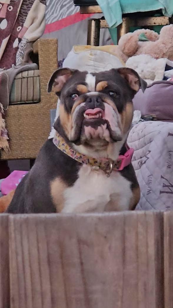 BeauShea Loves Baseballs, Adoptable, Young Female English Bulldog.