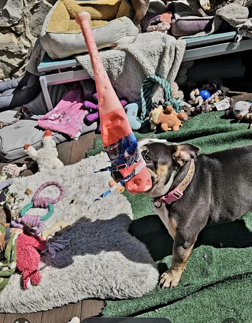 Enlarge BeauShea Loves Baseballs, a Adoptable English Bulldog in Huntington Beach, CA image 2/3