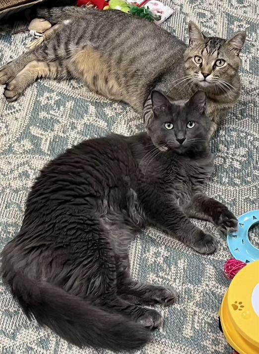 Bruno & Dean, Adoptable, Adult Male Domestic Short Hair.