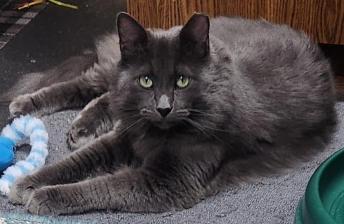 Bruno & Dean, a Adoptable Domestic Short Hair in Fayetteville, AR image 3/6