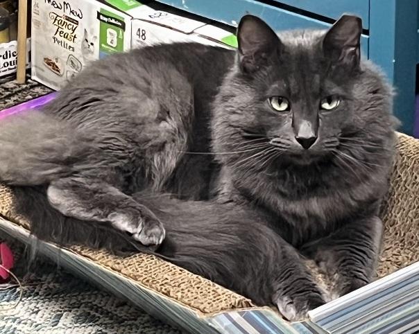 Bruno & Dean, a Adoptable Domestic Short Hair in Fayetteville, AR image 4/6