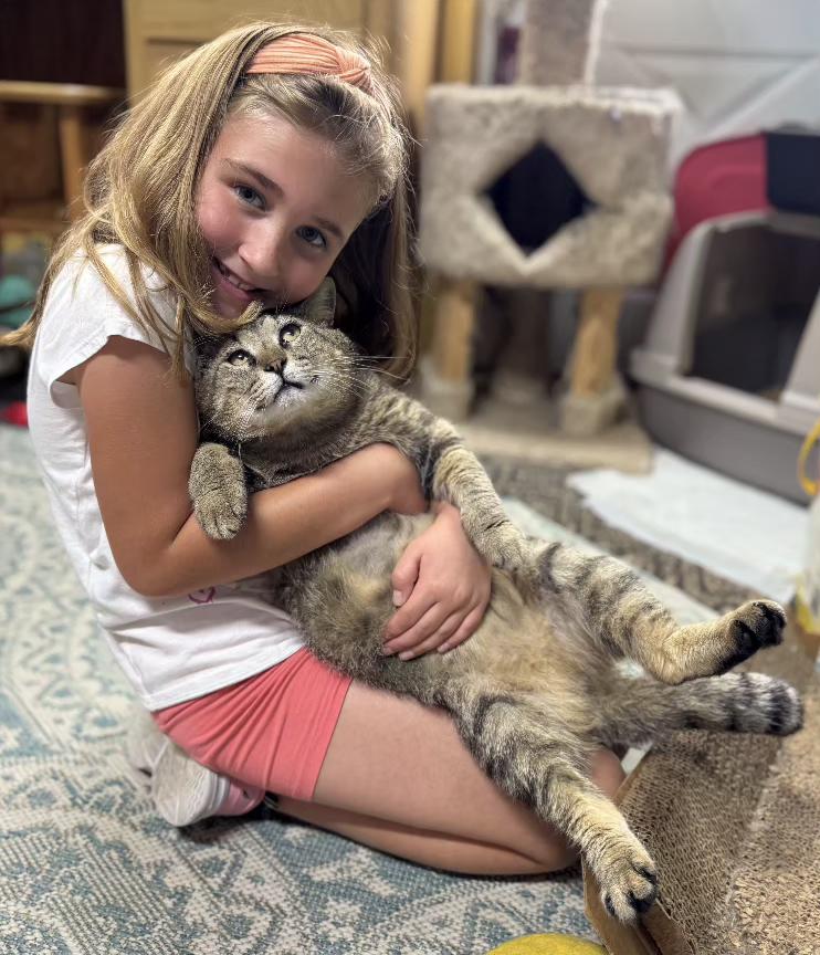 Bruno & Dean, a Adoptable Domestic Short Hair in Fayetteville, AR image 5/6