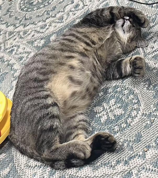 Bruno & Dean, a Adoptable Domestic Short Hair in Fayetteville, AR image 6/6