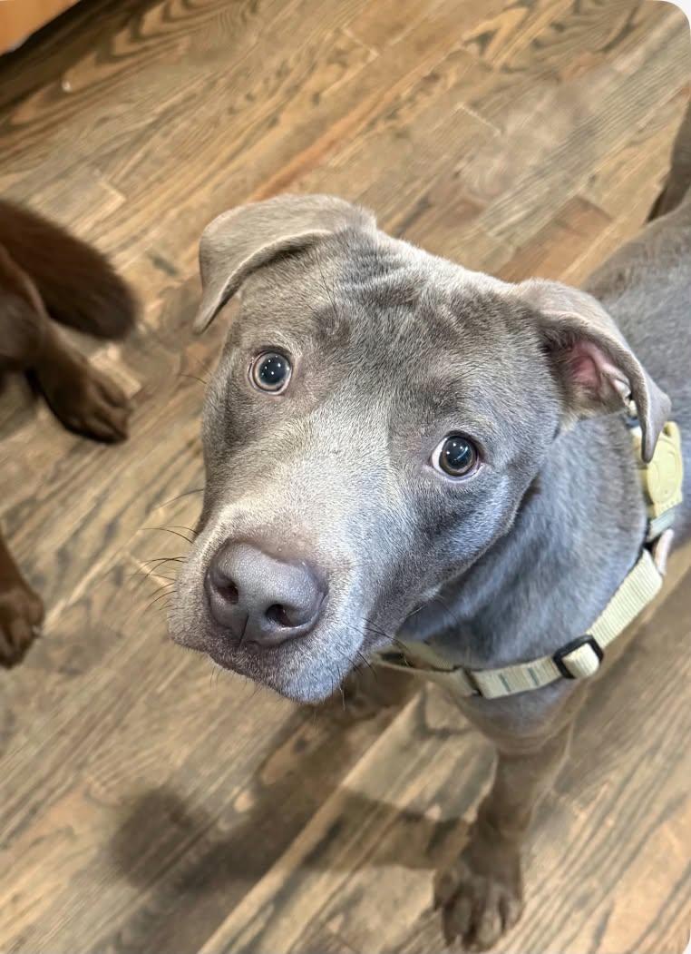 Enlarge RONI - NEEDS A FOSTER OR ADOPTER, a Adoptable mixed breed in Largo, FL image 6/6
